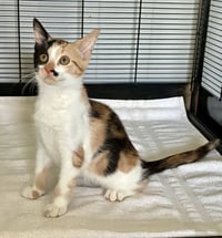 Darla - Photo 7
