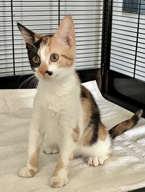 DARLA - Calico / Domestic Short Hair available for adoption