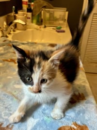Darla - Photo 12