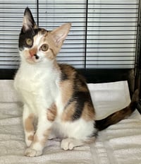 Darla - Photo 1