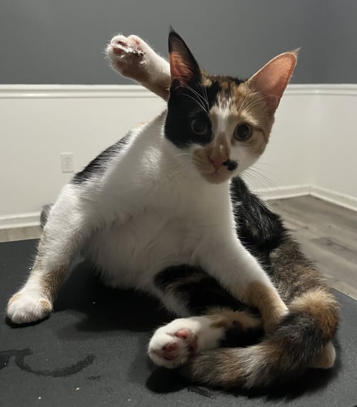 DARLA - Calico / Domestic Short Hair available for adoption