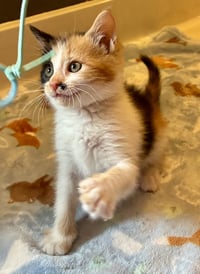 Darla - Photo 17