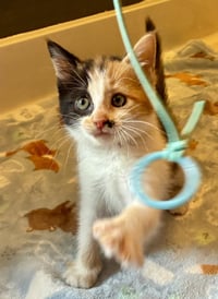 Darla - Photo 18