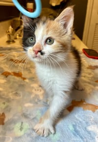 Darla - Photo 15