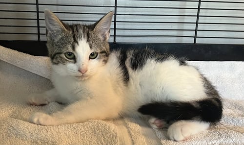 FLUTTER - Domestic Short Hair available for adoption