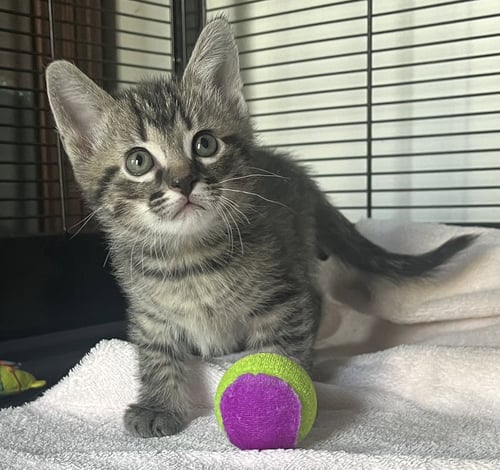 DOGWOOD - Tabby / Domestic Short Hair available for adoption
