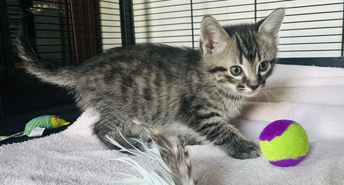 DOGWOOD - Tabby / Domestic Short Hair available for adoption