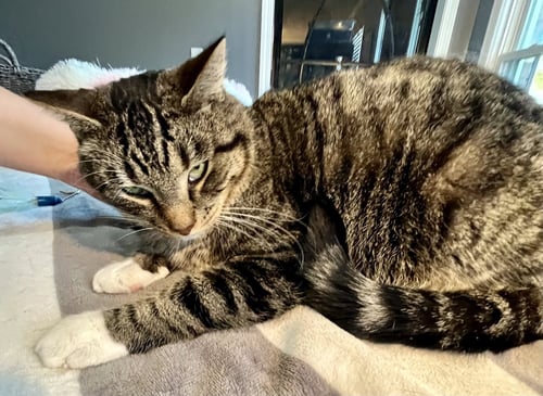 PELLEGRINO - Tabby / Domestic Short Hair available for adoption