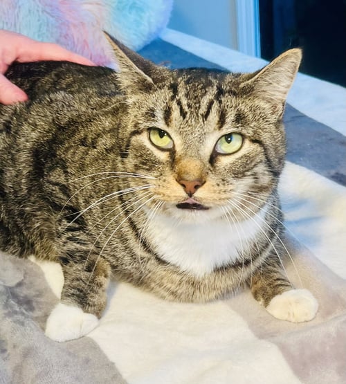 PELLEGRINO - Tabby / Domestic Short Hair available for adoption