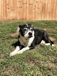 Harlan - Photo 4
