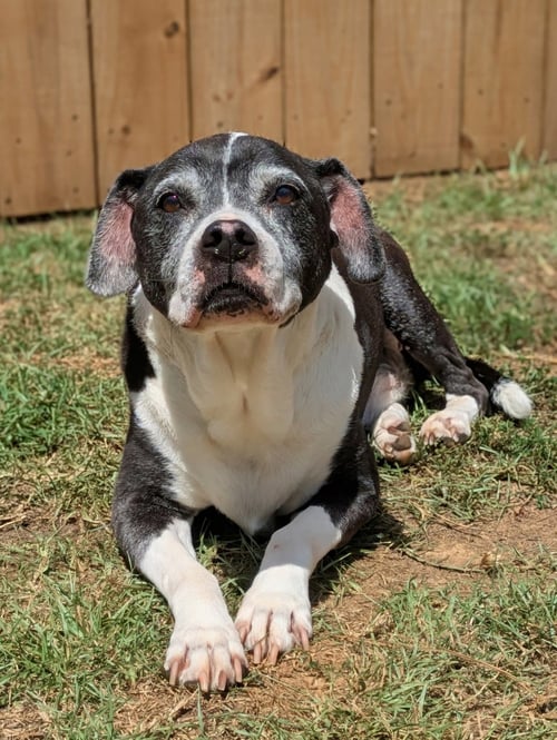HARLAN - American Pit Bull Terrier available for adoption