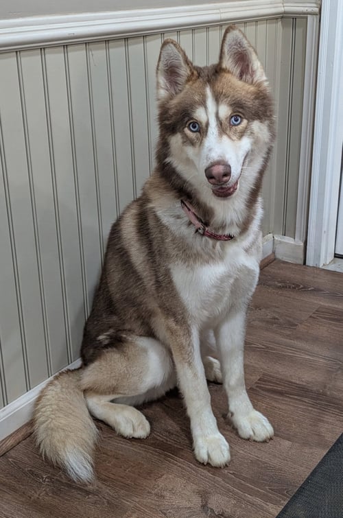 TIMBER