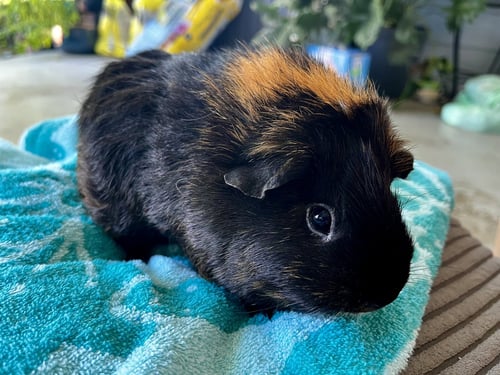 EMMA JEAN - Guinea Pig available for adoption