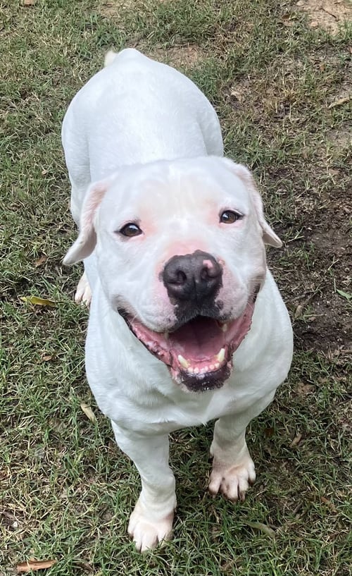 TYBEE - American Bulldog for adoption in Columbia