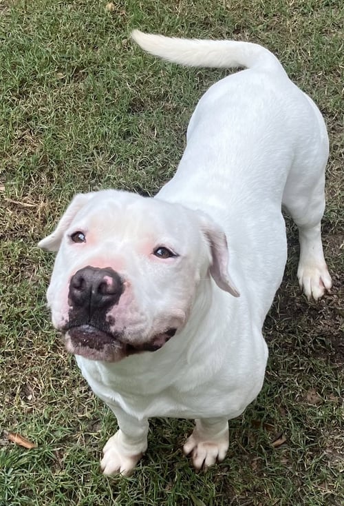 TYBEE - American Bulldog available for adoption