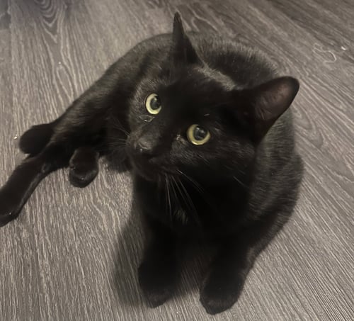 VALENTINO - Domestic Short Hair available for adoption