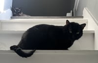 Steve - Photo 4