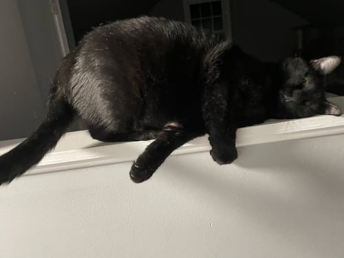 STEVE - Domestic Short Hair / Domestic Short Hair available for adoption