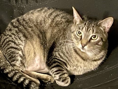 SPRITE - Tabby / Domestic Short Hair available for adoption