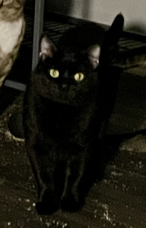 MARTIN - Domestic Short Hair / Domestic Short Hair available for adoption