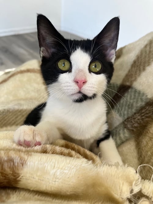 MOO - Domestic Short Hair / Domestic Short Hair available for adoption