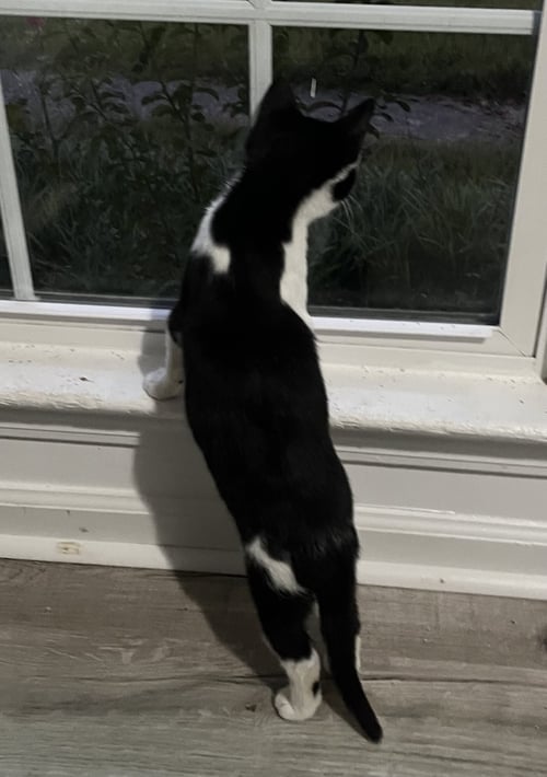 MOO - Domestic Short Hair / Domestic Short Hair available for adoption