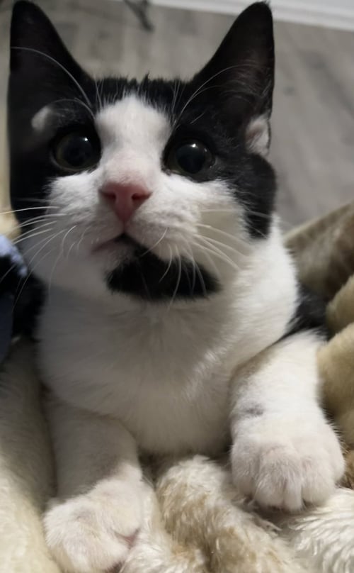 MOO - Domestic Short Hair / Domestic Short Hair available for adoption