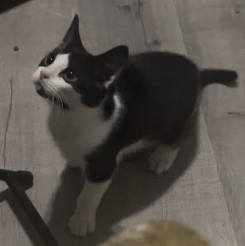 MOO - Domestic Short Hair / Domestic Short Hair available for adoption
