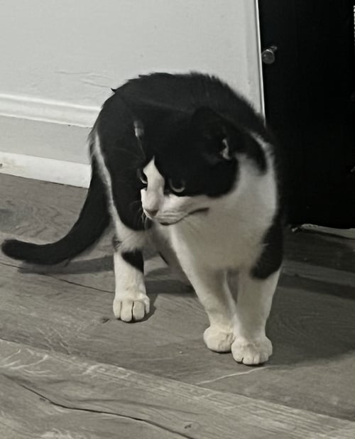 MOO - Domestic Short Hair / Domestic Short Hair available for adoption