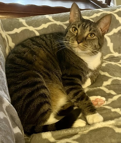 CARBONARA - Domestic Short Hair / Tabby available for adoption