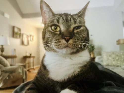 CARBONARA - Domestic Short Hair / Tabby available for adoption