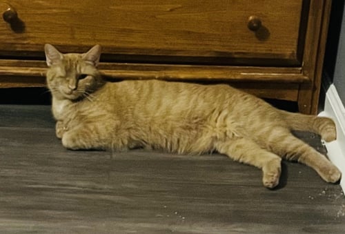CANDY CORN - Domestic Short Hair available for adoption