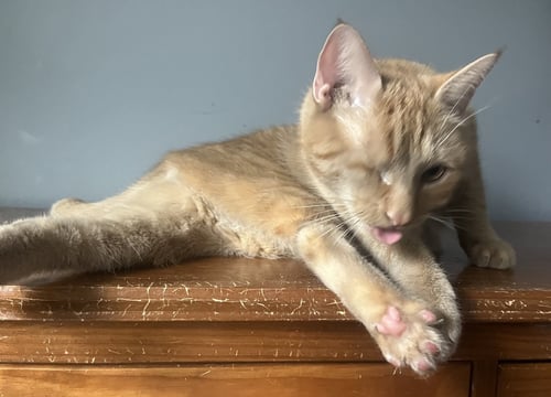 CANDY CORN - Domestic Short Hair available for adoption