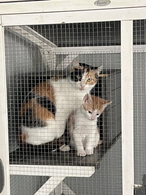 CHRYSANTHEMUM - Domestic Short Hair available for adoption
