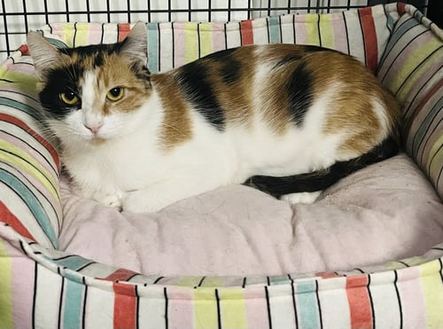 CHRYSANTHEMUM - Domestic Short Hair available for adoption