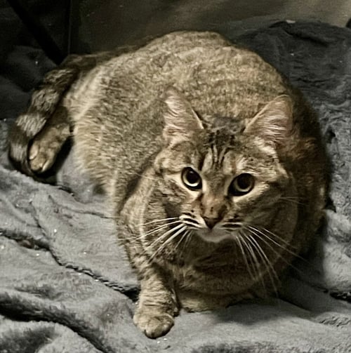 QUEEN BEE - Torbie / Domestic Short Hair available for adoption