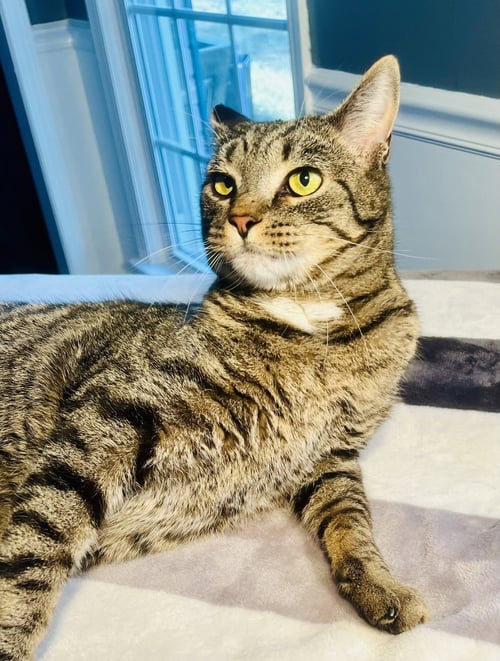 PEPSI - Tabby / Domestic Short Hair available for adoption