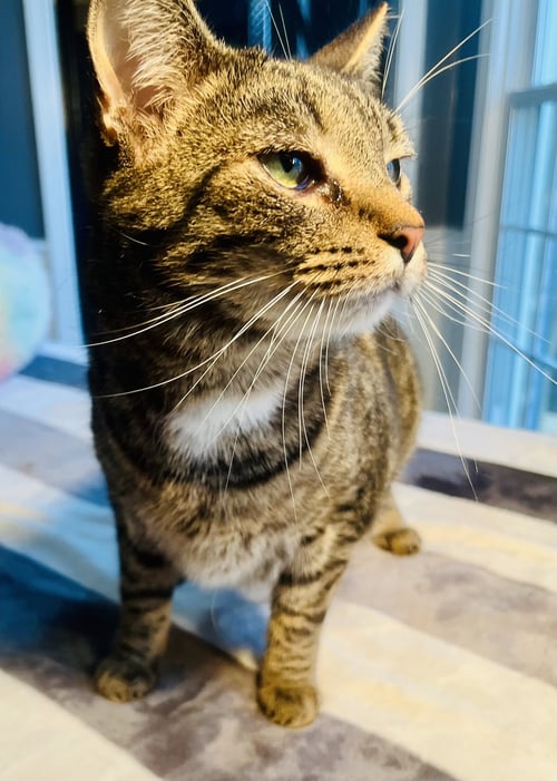 PEPSI - Tabby / Domestic Short Hair available for adoption