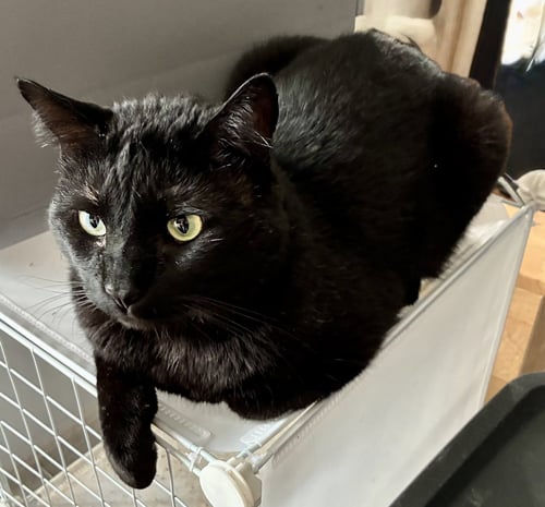 ESTEBAN - Domestic Short Hair available for adoption