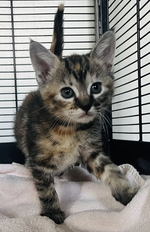 PECAN - Torbie / Domestic Short Hair available for adoption