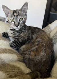Pecan - Photo 6