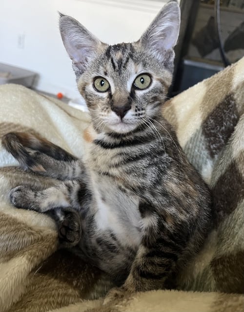 PECAN - Torbie / Domestic Short Hair available for adoption