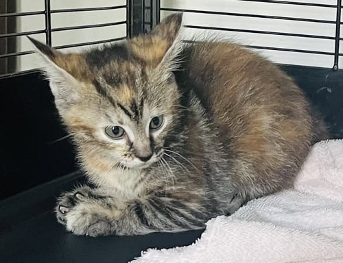 PECAN - Torbie / Domestic Short Hair available for adoption