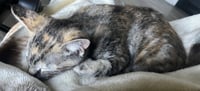 Pecan - Photo 3