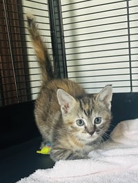 Pecan - Photo 9