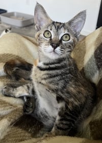 Pecan - Photo 7