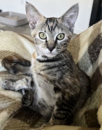 Pecan - Photo 8
