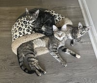 Pecan - Photo 5