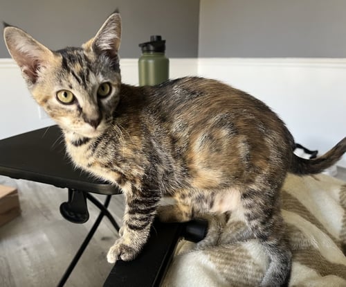 PECAN - Torbie / Domestic Short Hair available for adoption