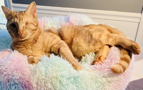 BONFIRE - Domestic Short Hair available for adoption